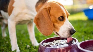 Beyond Water: 5 Safe & Healthy Drink Alternatives for Your Dog