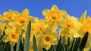 5 plants that naturally stop moles from damaging your garden