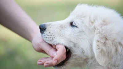 What to do immediately after a dog bite: Important tips to avoid rabies infection