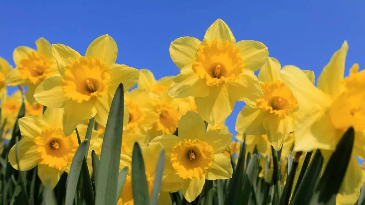 Daffodils keep moles out with their toxic compounds
