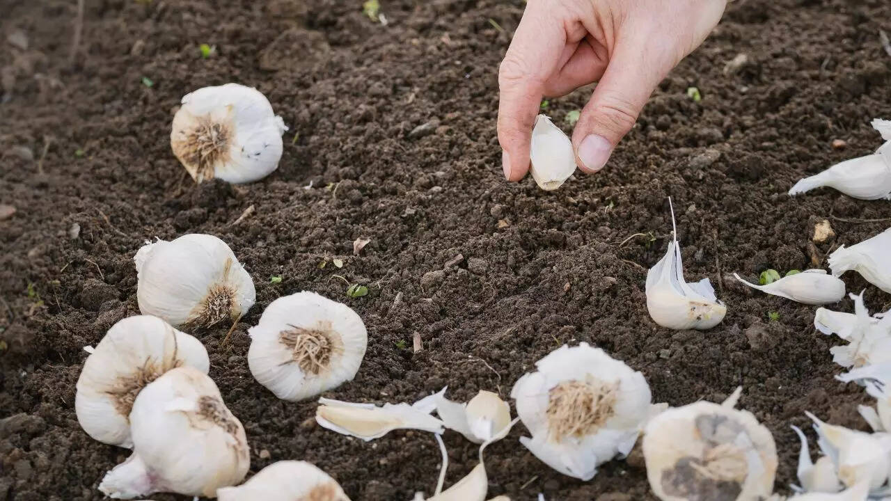 Garlic repels moles with its strong sulfur scent