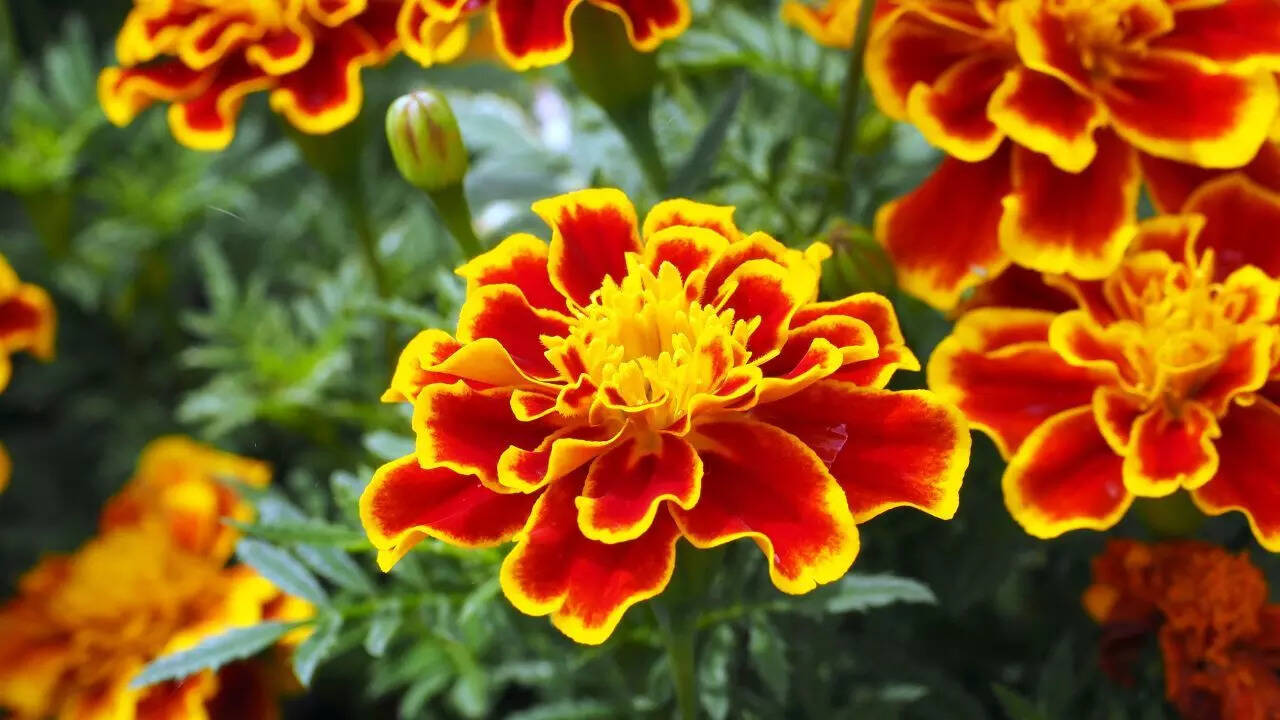 Marigolds